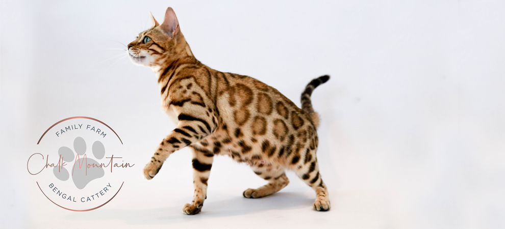 Bengal kittens for sale or adoption in texas